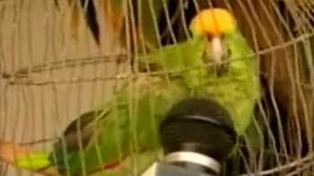 Video : Colombia: Parrot arrested for helping drug traffickers