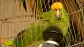 Colombia: Parrot arrested for helping drug traffickers Colombia: Parrot arrested for helping drug traffickers