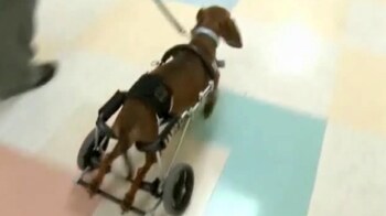 Video : Wheelchair dog visits sick children in hospital