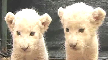 Abandoned white lion cubs being brought up by nurse
