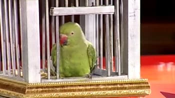 Video : The parrot oracle 'Bhagat' decides to go Dutch