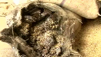 सड़ रहा है लाखों का गेहूं