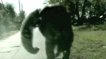 136-kg chimp pounds police car