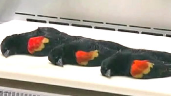 Why are birds dropping dead from US skies?