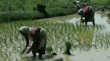 Video : Will India adopt China's rice-farm model?