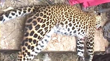 Video : Mob beats leopard to death