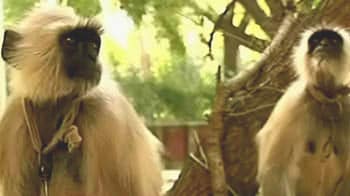 Video : Langurs at Games venues to keep smaller monkeys in check