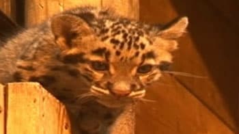 Video : Rare baby leopards make debut appearance