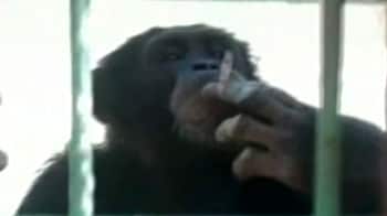 Video : Smoking chimpanzee rescued, sent to Brazil
