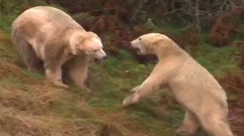 Mercedes meets Walker: Watch polar bears meet
