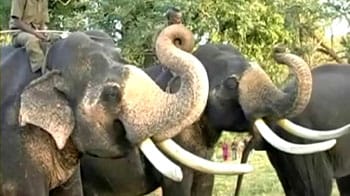 Video : Celebrating Pongal with the Jumbo in Tamil Nadu