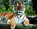 Video: Tiger land: Ranthambore