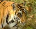 India's anti-poaching Act: A toothless act
