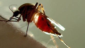 Videos : डेंगू पर काबू नहीं, 75 नए मामले