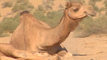 India Matters: The Desert Storm