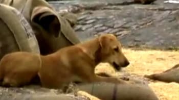Video : UP: Food meant for kids eaten by dogs