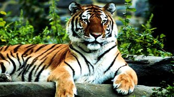 Video : Tiger land: Ranthambore