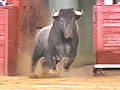 Video : Two bulls escape from different bullrings