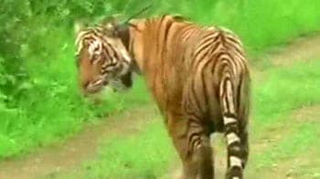 Video : Tiger poisoned, Jairam rushes to Sariska