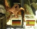 Video : How Octopus picked Spain over Germany