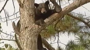 Video : Bears in tree delight, dismay neighbours