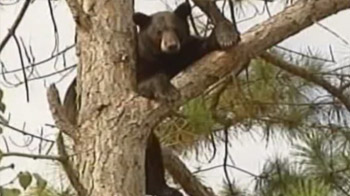 Bears in tree delight, dismay neighbours