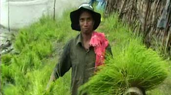 A new green revolution in Kerala?