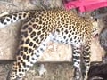Video : Mob beats leopard to death