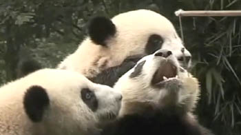 Auditioning for a job in a million - Panda keeper