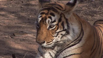 Tiger loses paw to poachers' trap in Nagarhole