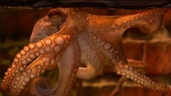 Psychic octopus Paul declared "honorary friend"