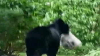 This bear wants your trash!