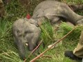 Video : Baby elephant killed with spears on camera