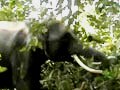 Videos : ऋषिकेश में हाथियों का उत्पात