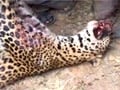 Video : पांच दिन में तीन तेंदुए की हत्या