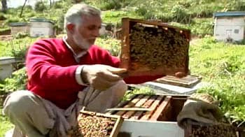 Video : Bees in trouble