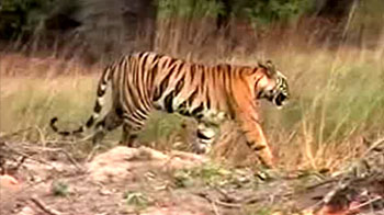 Madhya Pradesh: No space for Panna tigers
