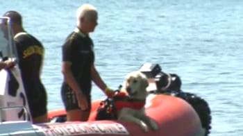 Video : Trained dogs rescue tourists at Italian beaches