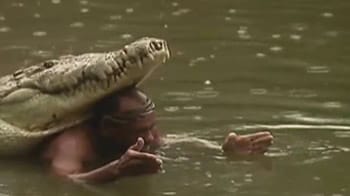 Video : Man performs with dangerous crocodile