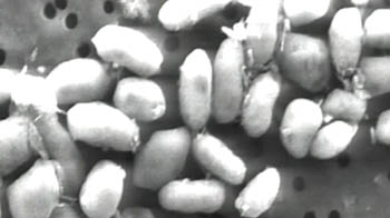 NASA finds new life form