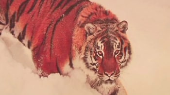 Video : The last big push for tigers