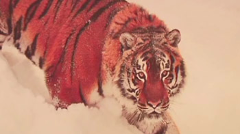 The last big push for tigers