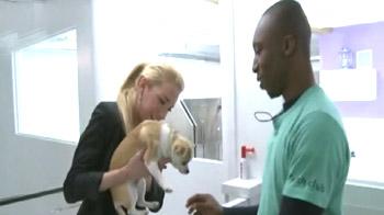 New York spa a treat for dogs