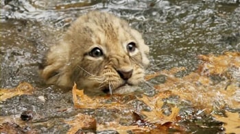 Lion cubs learn how to swim