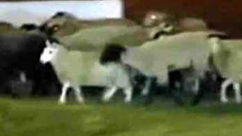 Goats, sheep flee slaughterhouse