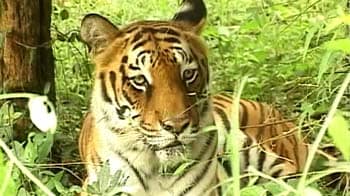 Video : Saving tigers, good economics?
