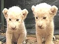 Video : Abandoned white lion cubs being brought up by nurse