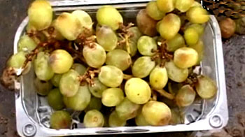 यूरोपीय देशों ने लौटाया भारतीय अंगूर