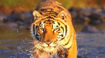 Video : Saving the tiger in St Petersburg