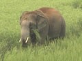 Video : Elephant attacks local market in Orissa, 20 injured